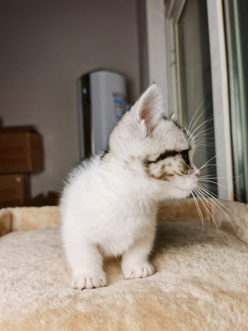 宠物猫