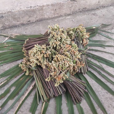 ***蕨菜一手货源价格美丽