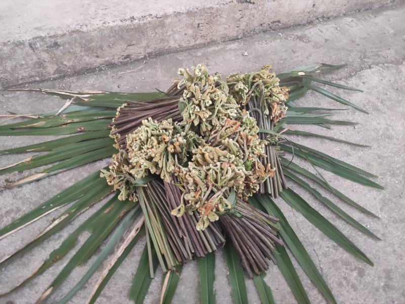 ***蕨菜一手货源价格美丽
