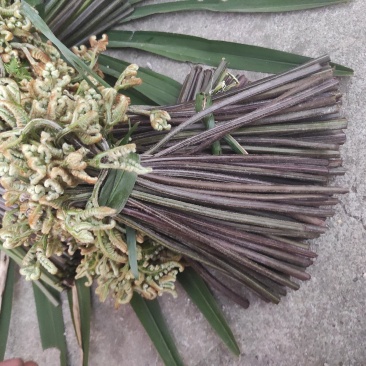 正宗天然新鲜蕨菜基地直发