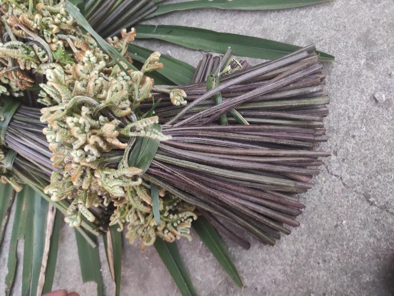 正宗天然新鲜蕨菜基地直发