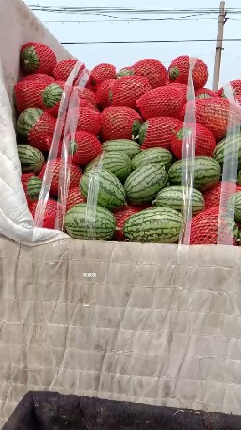 全网优质货源西瓜长期供应量大优惠