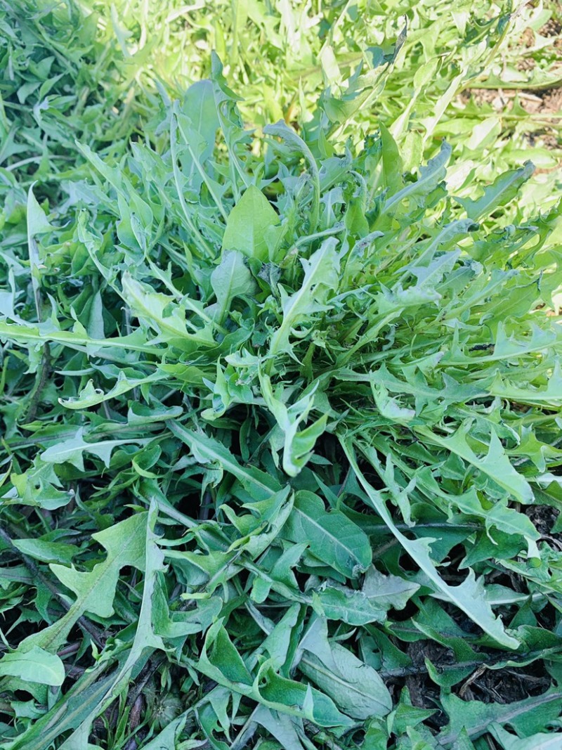精品蒲公英随时有货全网低价
