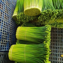 应季韮苔现货秒发全国供应中