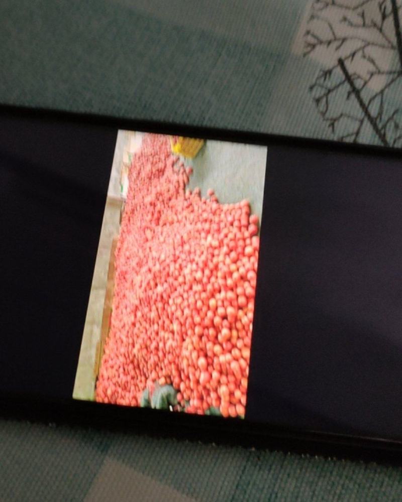 万亩西红柿大量上市，希望大家来订购。今年的西红柿质量好。