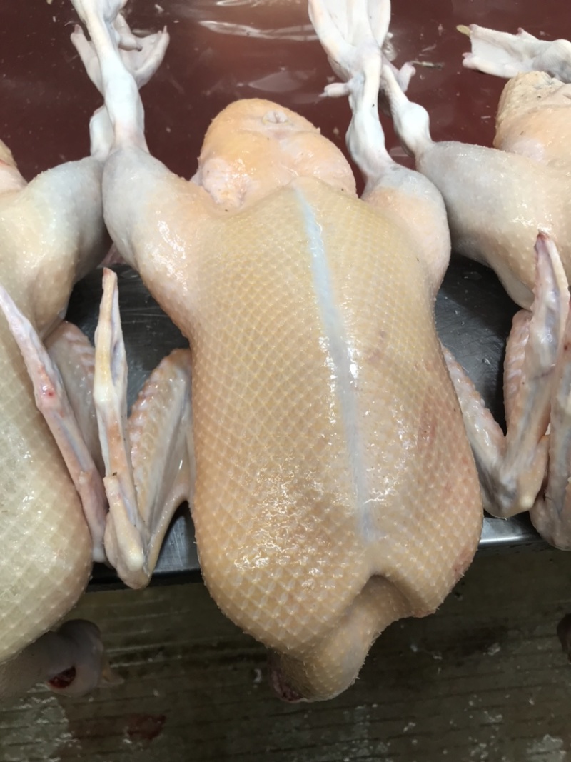 正品保障鸭肉***整箱批发随时可聊