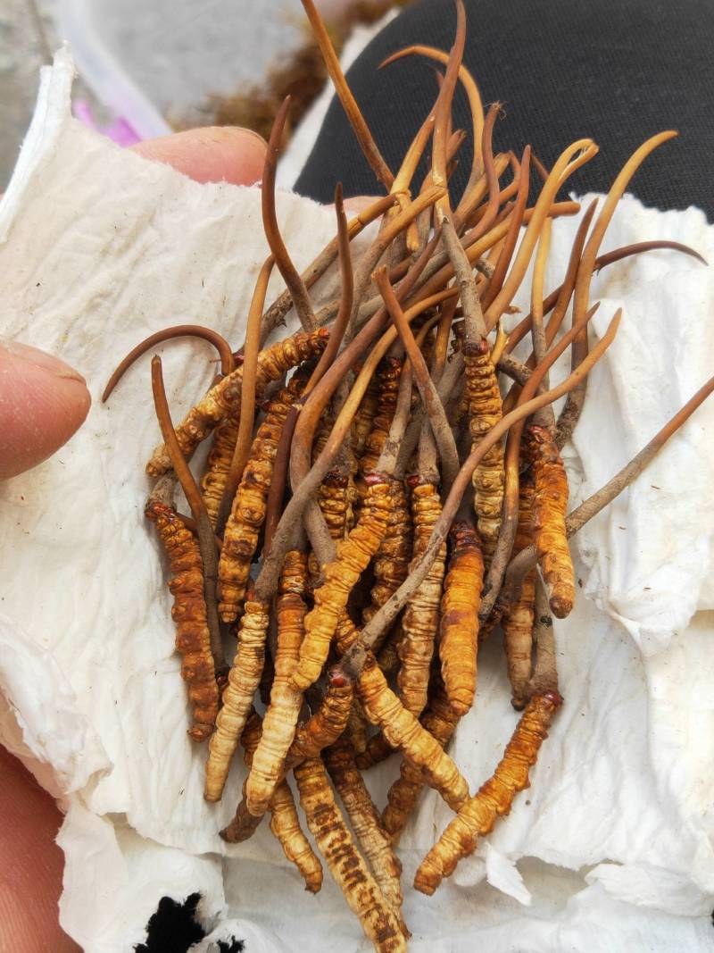 老人小孩孕妇吃了活力满满的正宗野生冬虫夏草