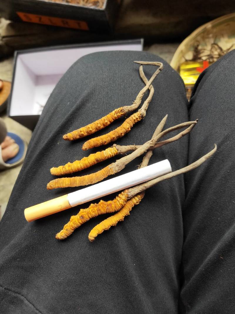 老人小孩孕妇吃了活力满满的正宗野生冬虫夏草
