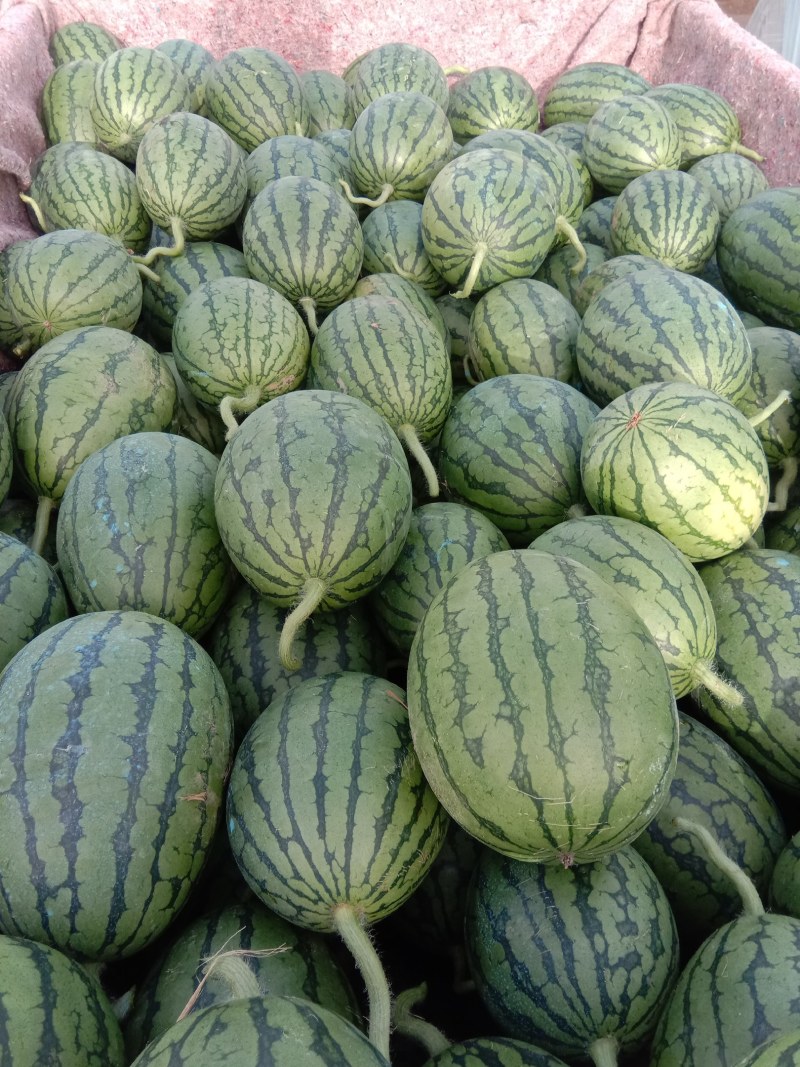 全网优质货源西瓜长期供应量大优惠