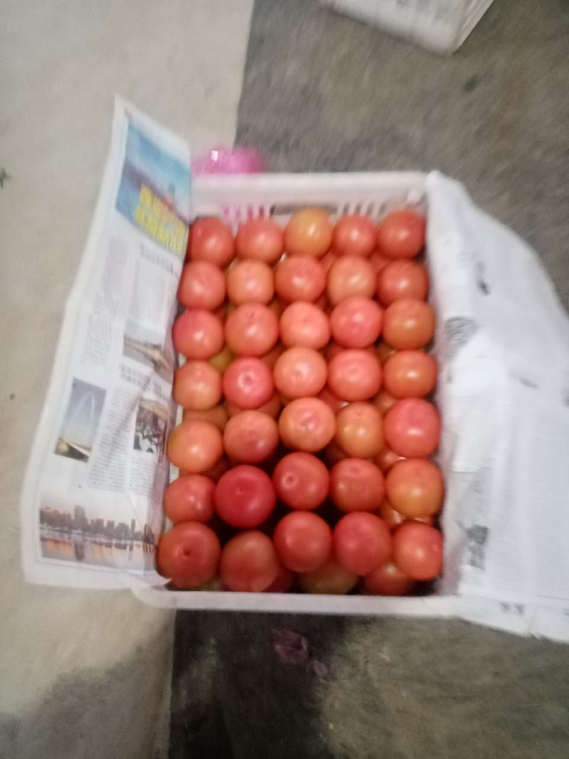 陕西硬果西红柿大量上市。德贝利硬果大量上市中，赶紧订购。