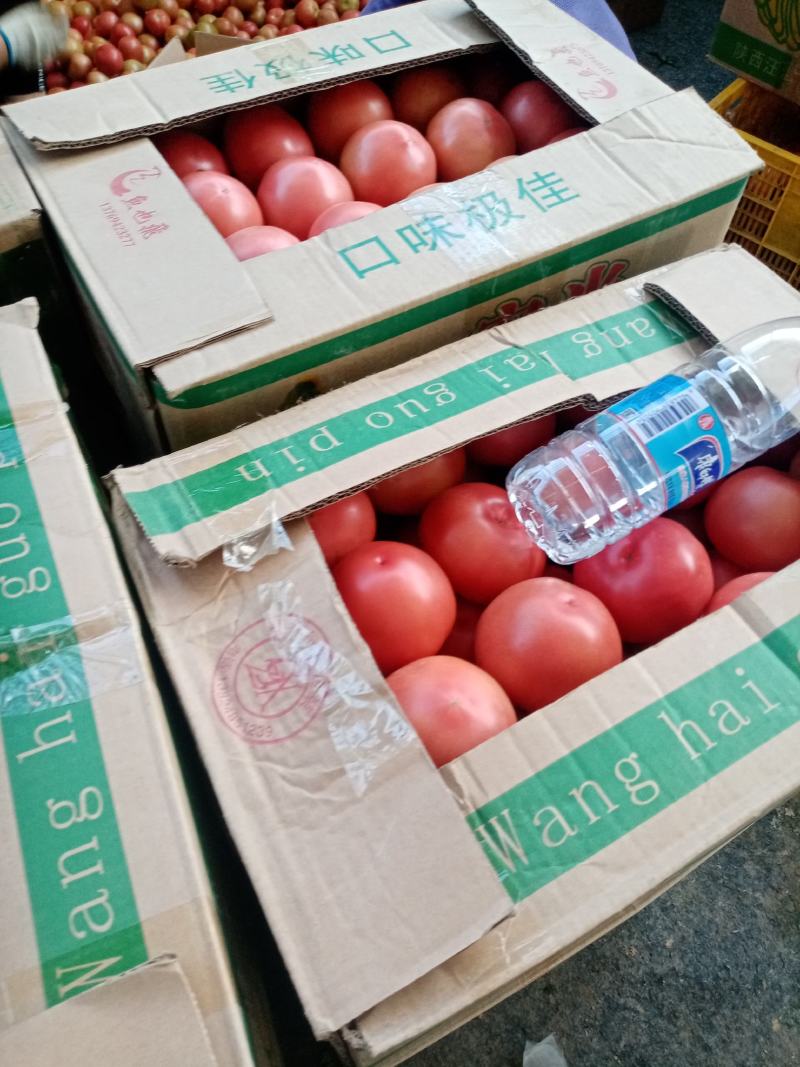 陕西硬果西红柿大量上市。德贝利硬果大量上市中，赶紧订购。