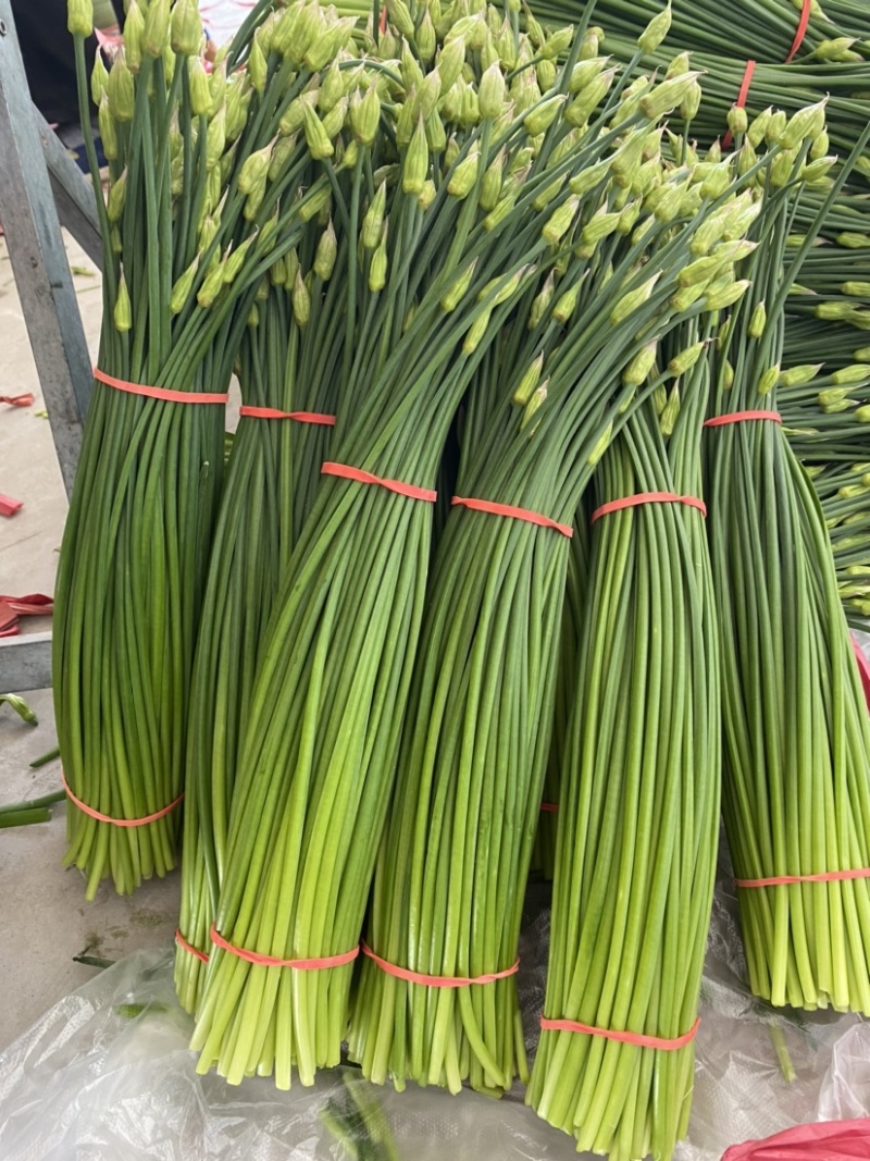***韮苔长期供货正品保障