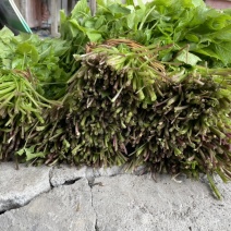 正品保障山野菜长期供应随时咨询