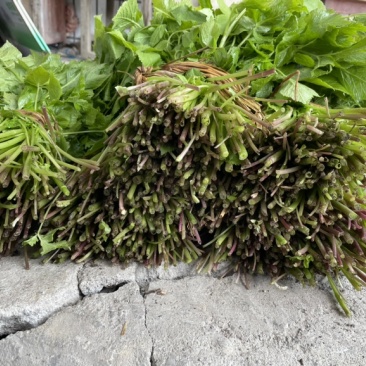 正品保障山野菜长期供应随时咨询