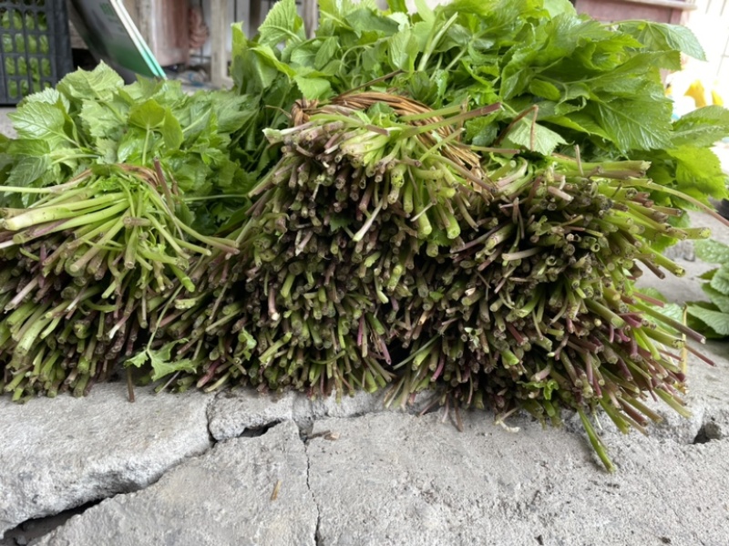 正品保障山野菜长期供应随时咨询