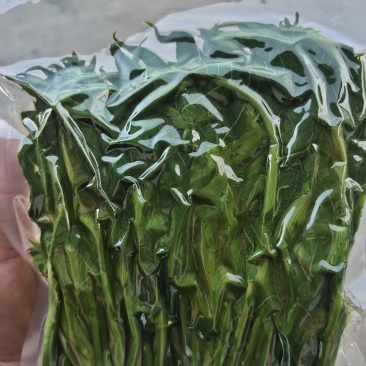 精品山野菜全网低价现货秒发