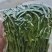 精品山野菜全网低价现货秒发