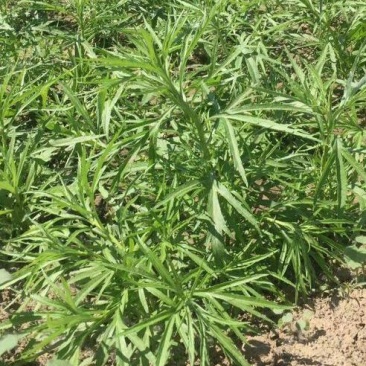 长期供货正宗芦篙全国供应