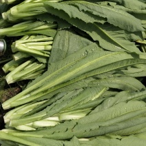 正品保障油麦菜源头供应量大优惠欢迎联系