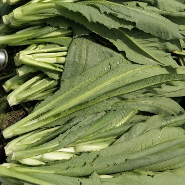 正品保障油麦菜源头供应量大优惠欢迎联系