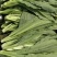 正品保障油麦菜源头供应量大优惠欢迎联系