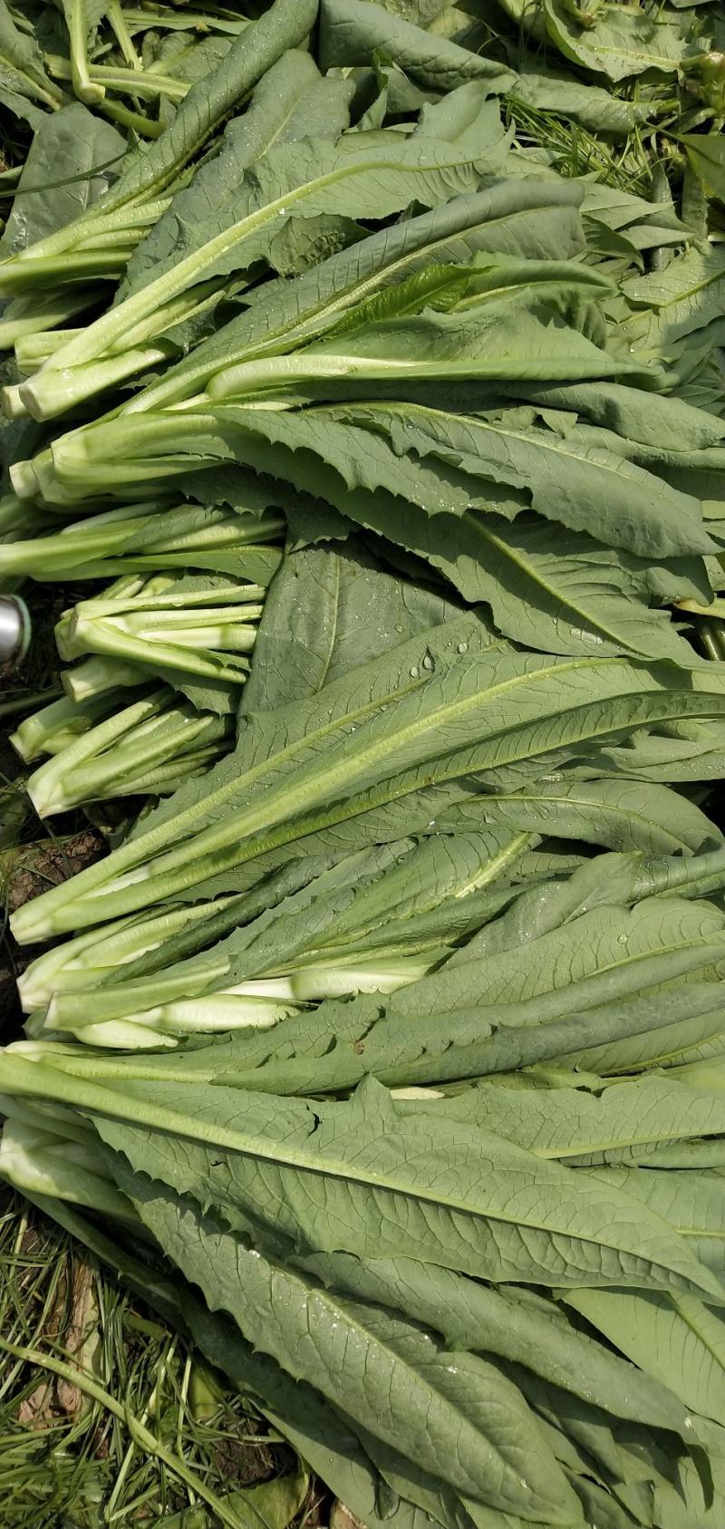 正品保障油麦菜源头供应量大优惠欢迎联系