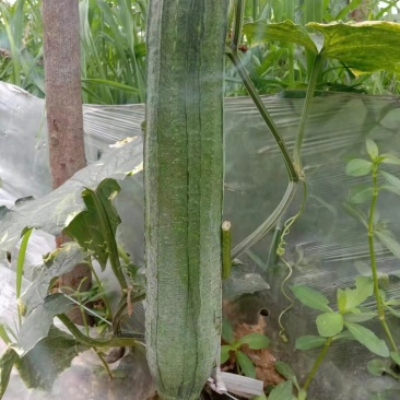 正宗天然新鲜丝瓜直发全国