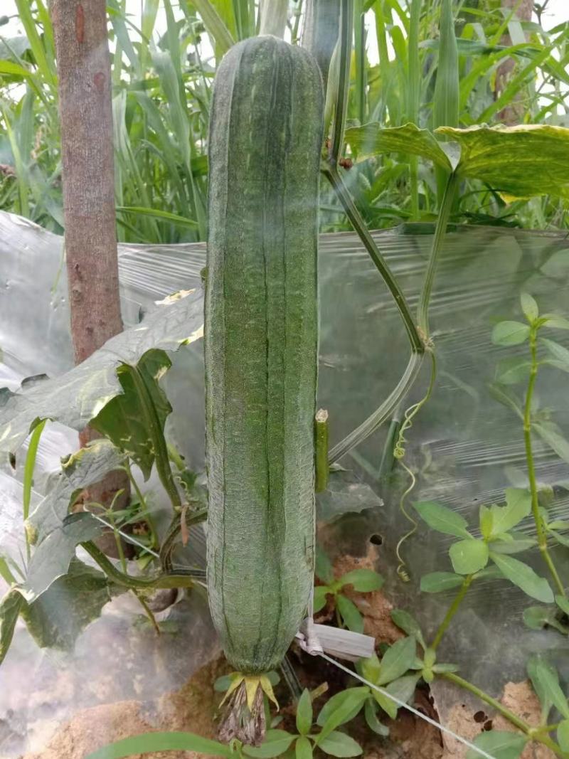 正宗天然新鲜丝瓜直发全国