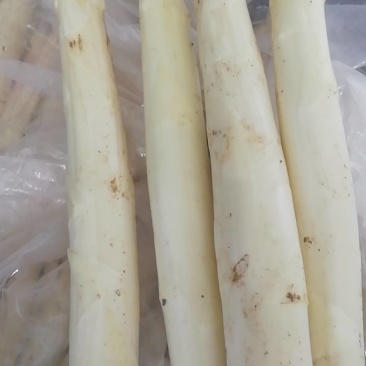 应季芦笋全国供应量大优惠