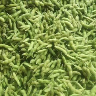 新鲜毛豆带壳营养多汁毛豆长期有货正品保障