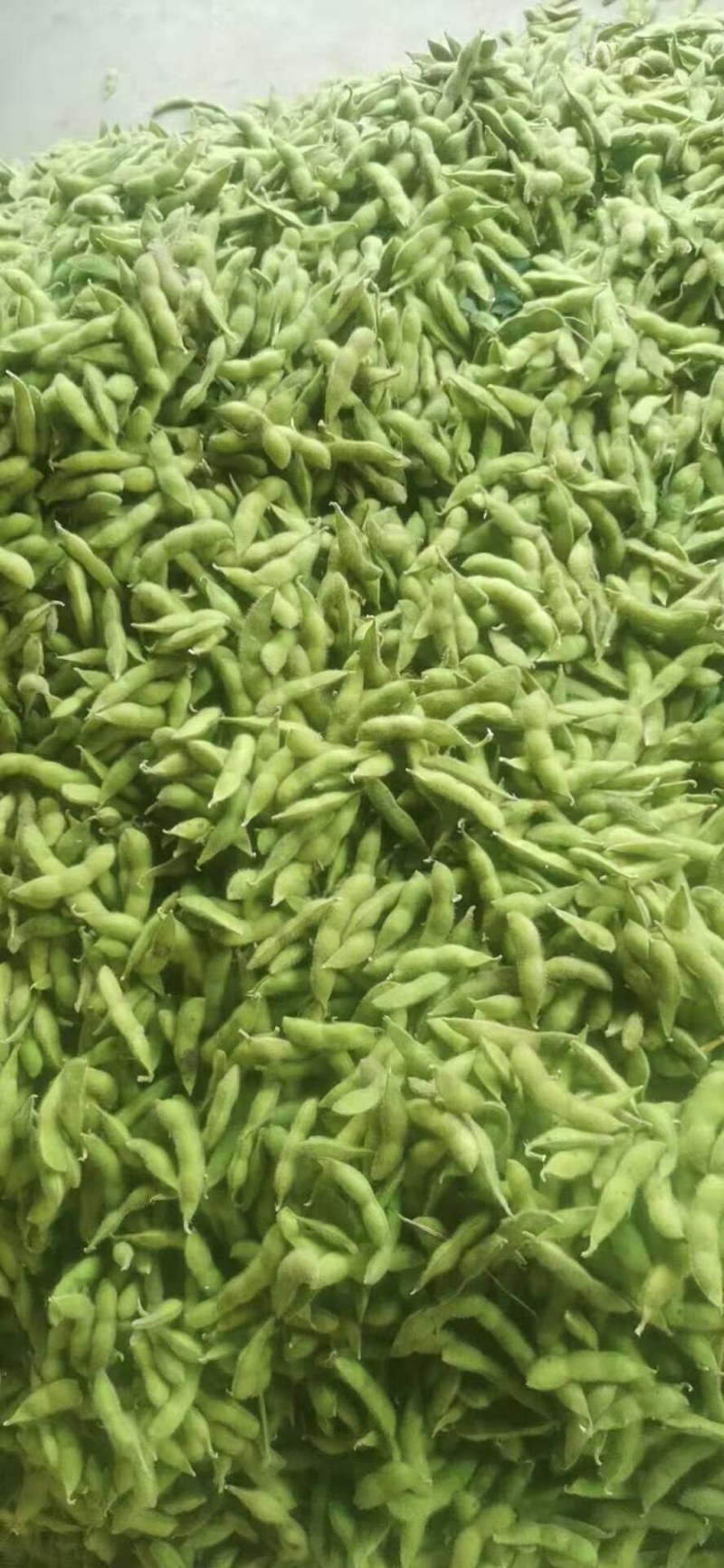 新鲜毛豆带壳营养多汁毛豆长期有货正品保障