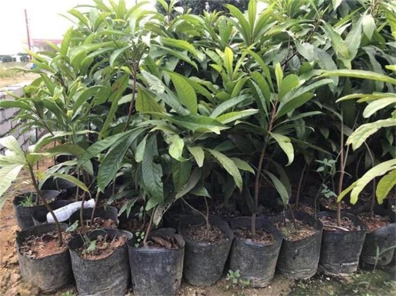 果园直发优质嫁接品种蛋黄果树苗全国供应欢迎联系