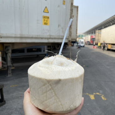 甜度高品质好椰子电商供货量大优惠