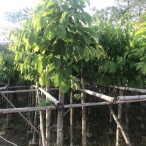 订多包送紫薇筛好直发价格美丽