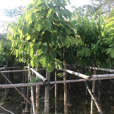 现挖现发紫薇抗病害强免费送货