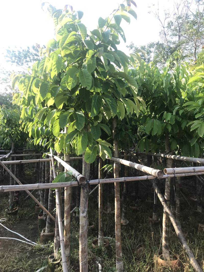 现挖现发紫薇抗病害强免费送货