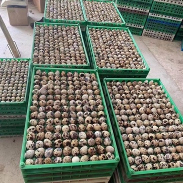 无菌鹌鹑蛋营养丰富现货秒发量大优惠