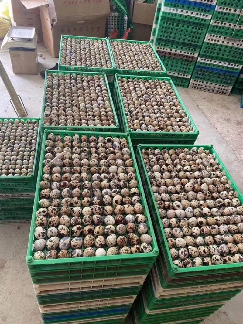 无菌鹌鹑蛋营养丰富现货秒发量大优惠
