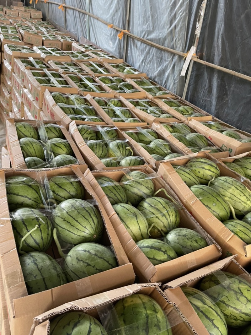 西瓜货源充足量大优惠