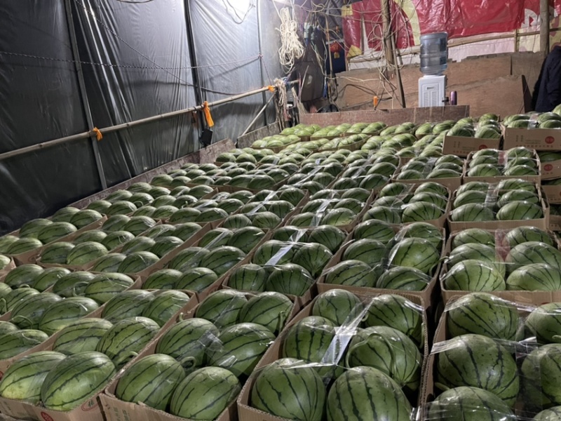 西瓜货源充足量大优惠