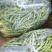 正宗天然新鲜毛豆基地直销