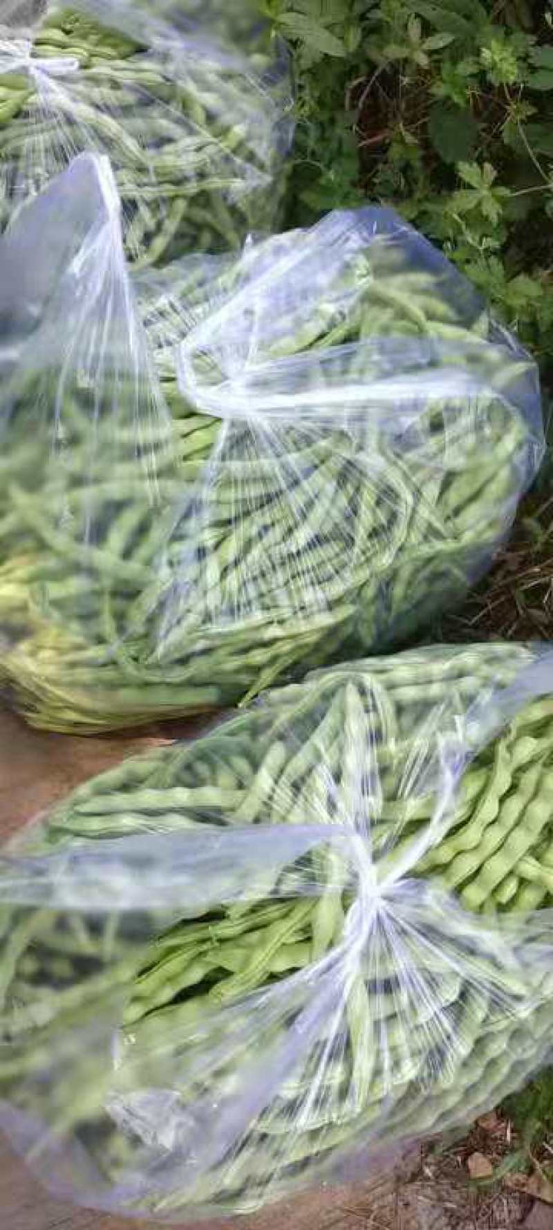 正宗天然新鲜毛豆基地直销