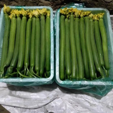 正品保障丝瓜电商供货欢迎联系