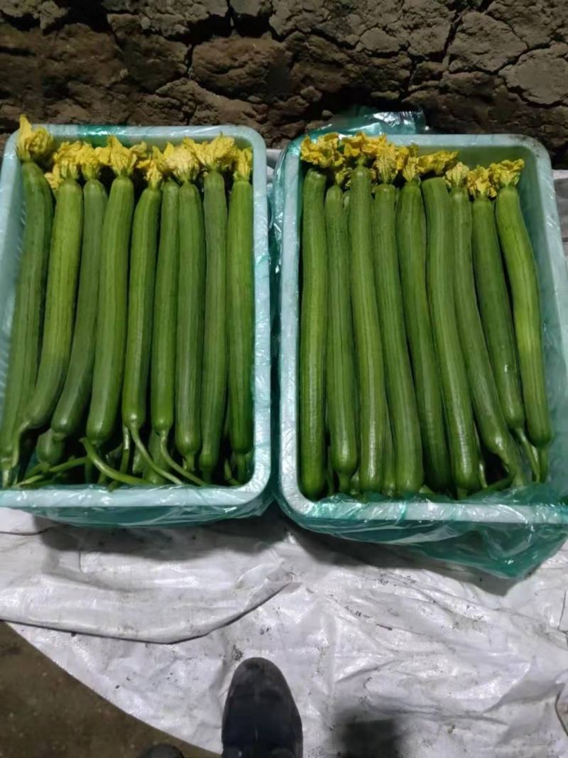 正宗丝瓜长期供应超高性价比