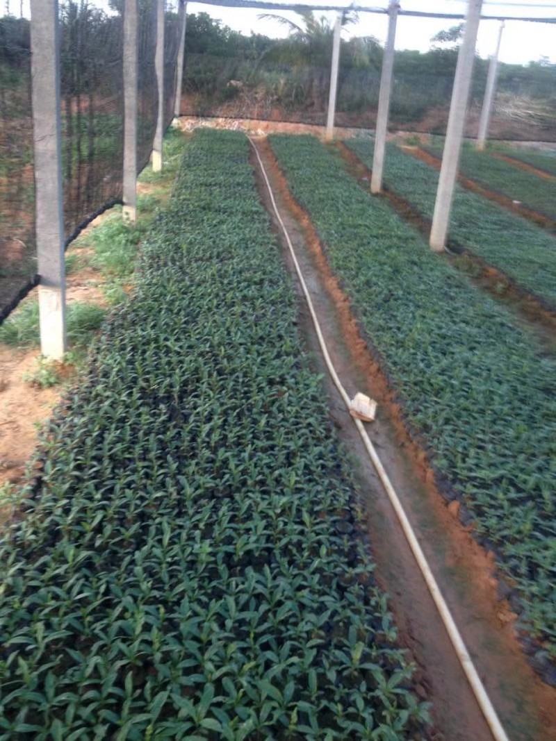 大量海南诺丽果，海巴戟，诺尼果供应，诺丽果酵供应