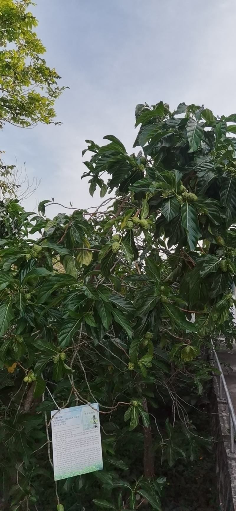 大量海南诺丽果，海巴戟，诺尼果供应，诺丽果酵供应