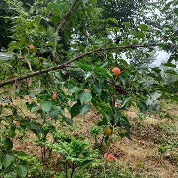 甜度高乌梅全国包邮