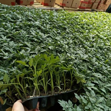 保湿发货无病虫害包技术西红柿苗