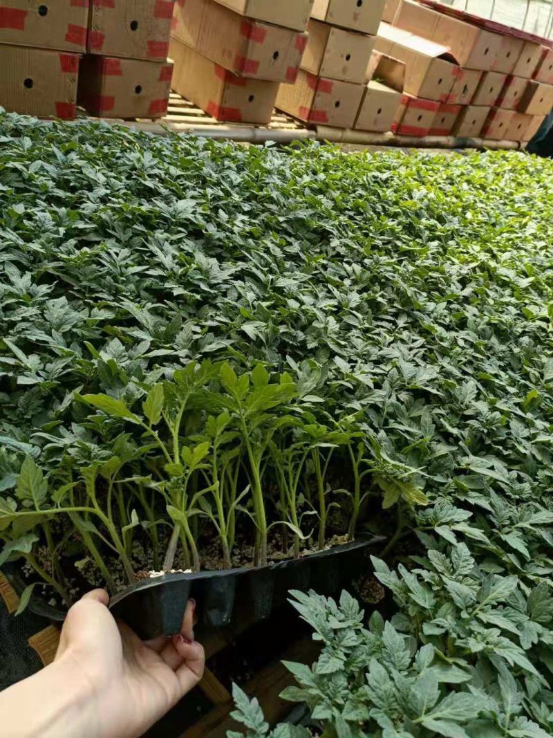 保湿发货无病虫害包技术西红柿苗