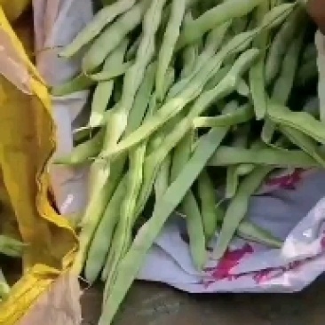 白豆角，白芸豆，白不老，大量上市，产地直供，货源充足，